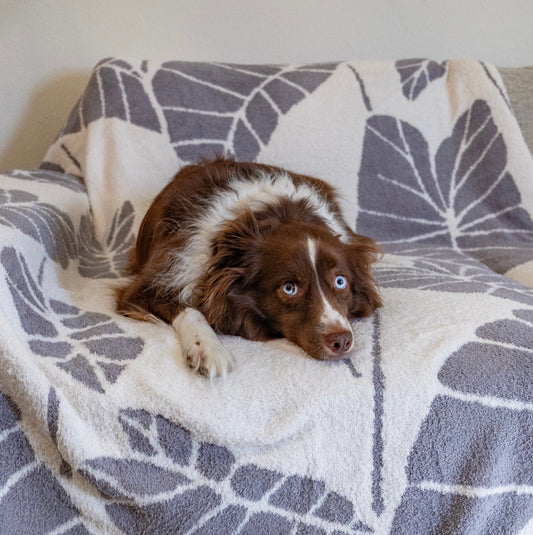 COZY BLANKET - KALO
