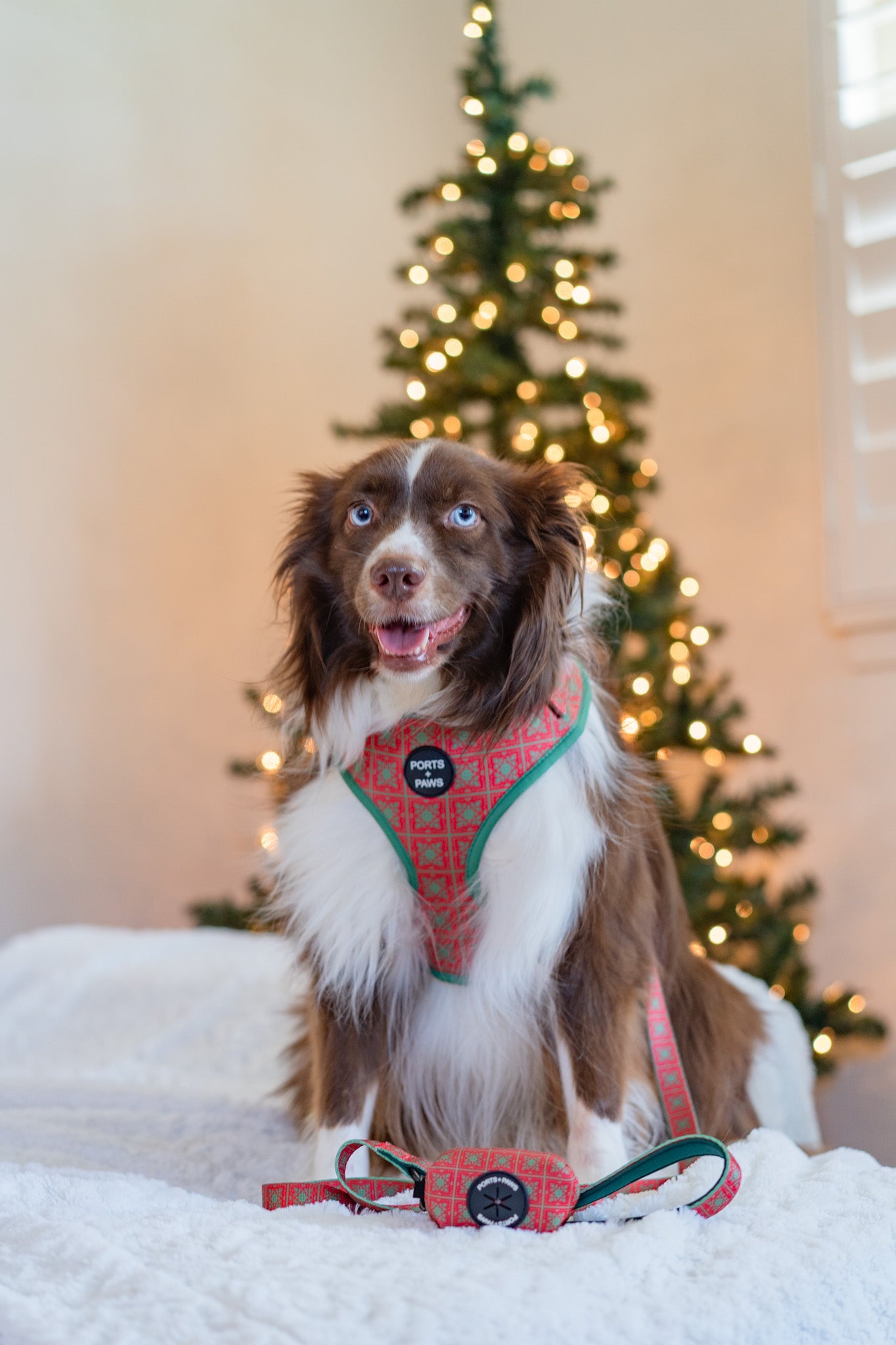 WALKIES BUNDLE - HOLIDAY QUILT