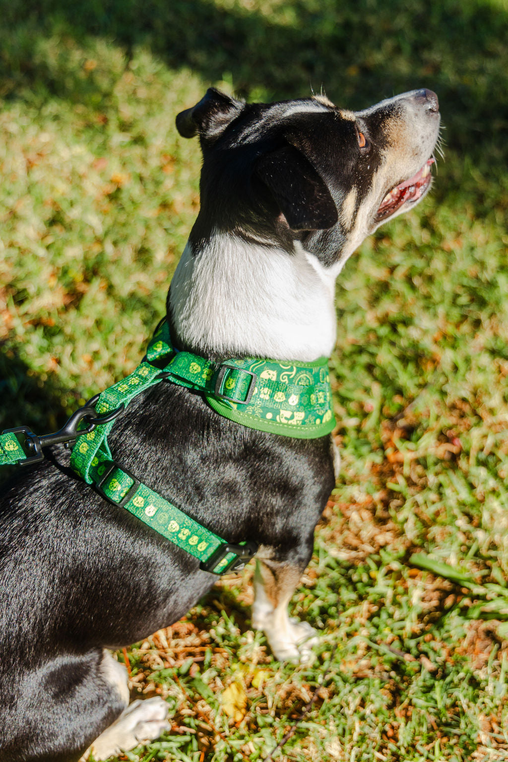 ADJUSTABLE HARNESS - HAWAIIAN HUMANE SOCIETY