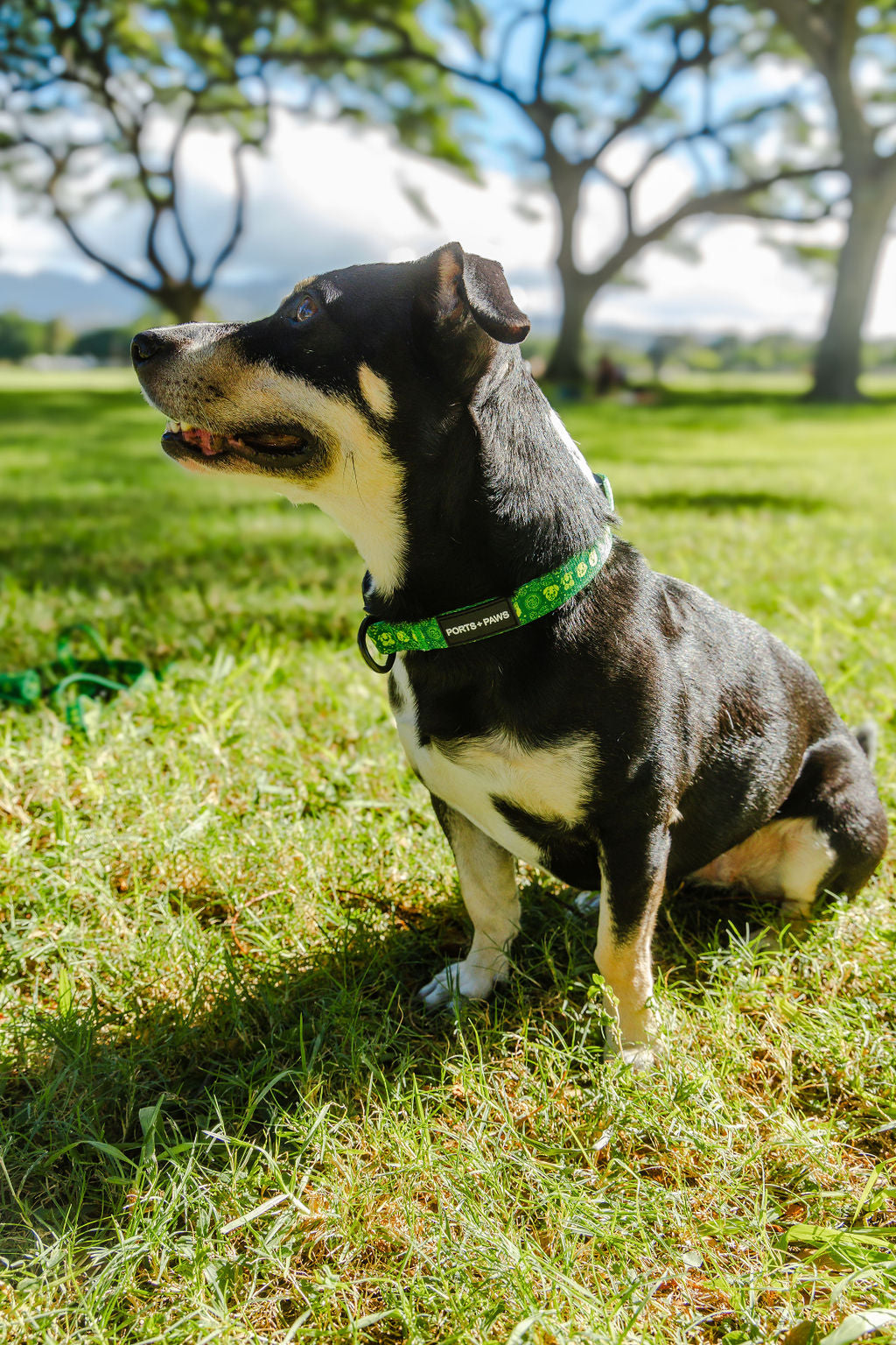 COLLAR - HAWAIIAN HUMANE SOCIETY