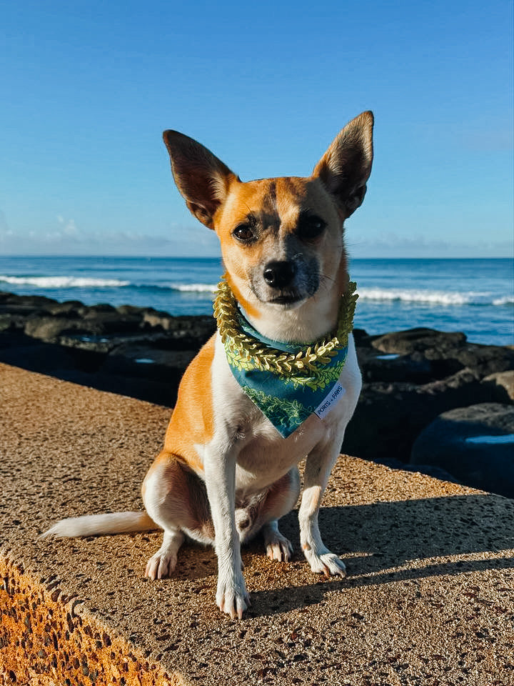 QUICK DRY BANDANA - PAKALANA LEI