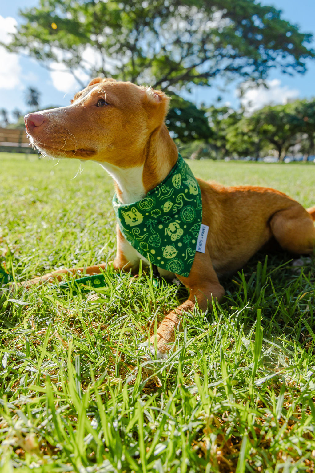 QUICK DRY BANDANA - HAWAIIAN HUMANE SOCIETY