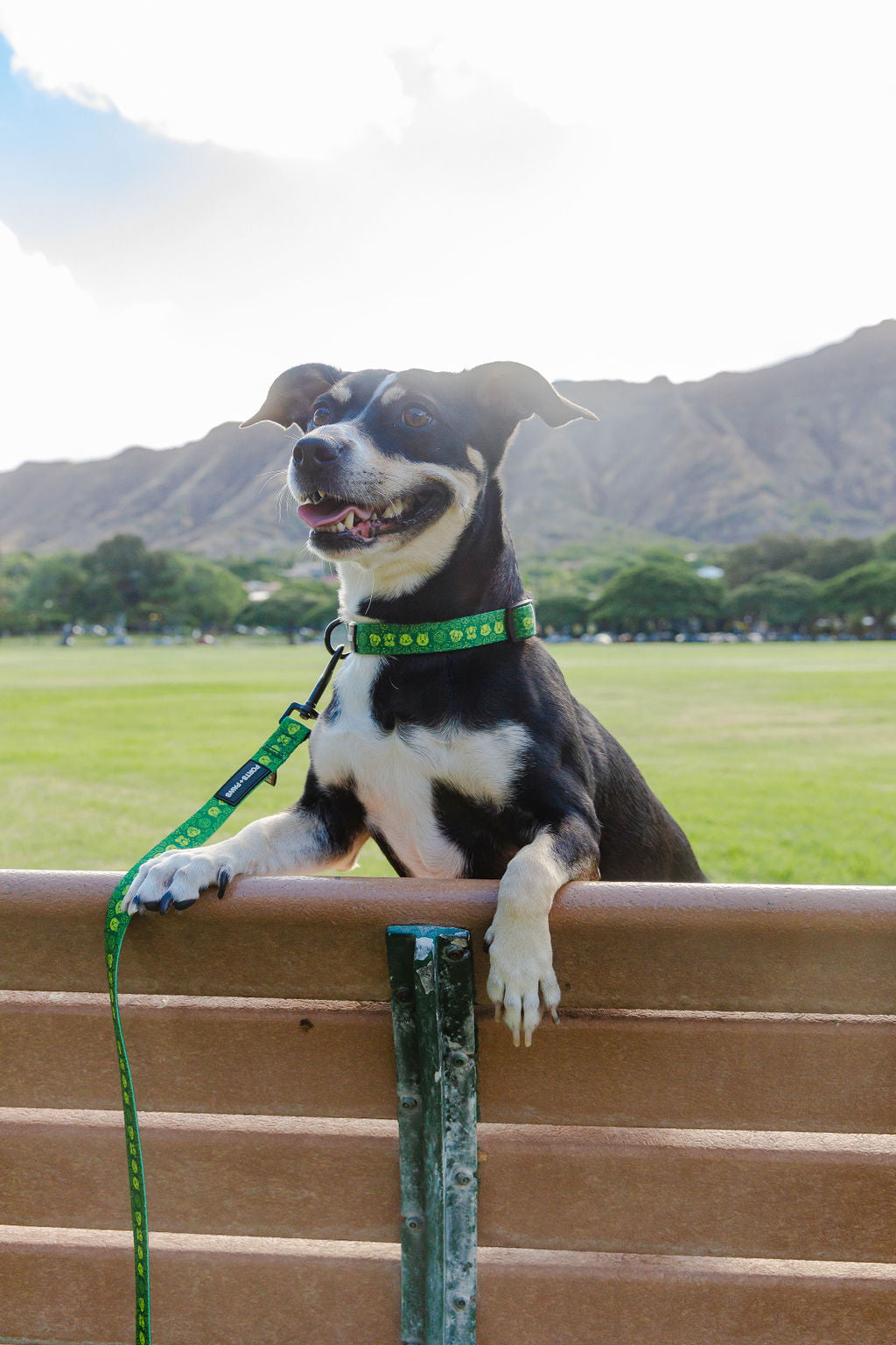 COLLAR - HAWAIIAN HUMANE SOCIETY