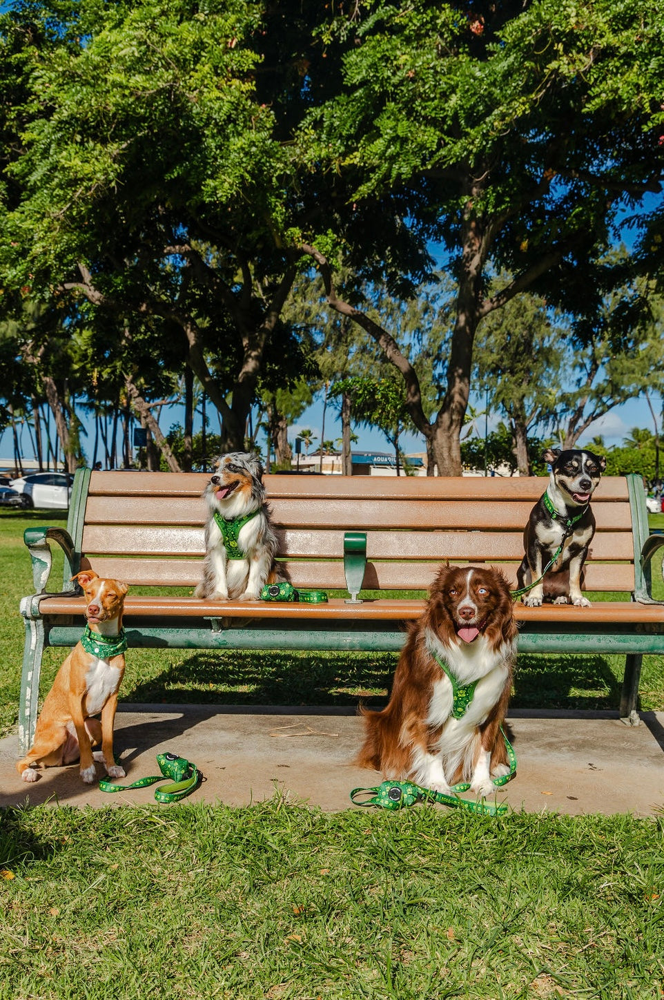 COLLAR - HAWAIIAN HUMANE SOCIETY