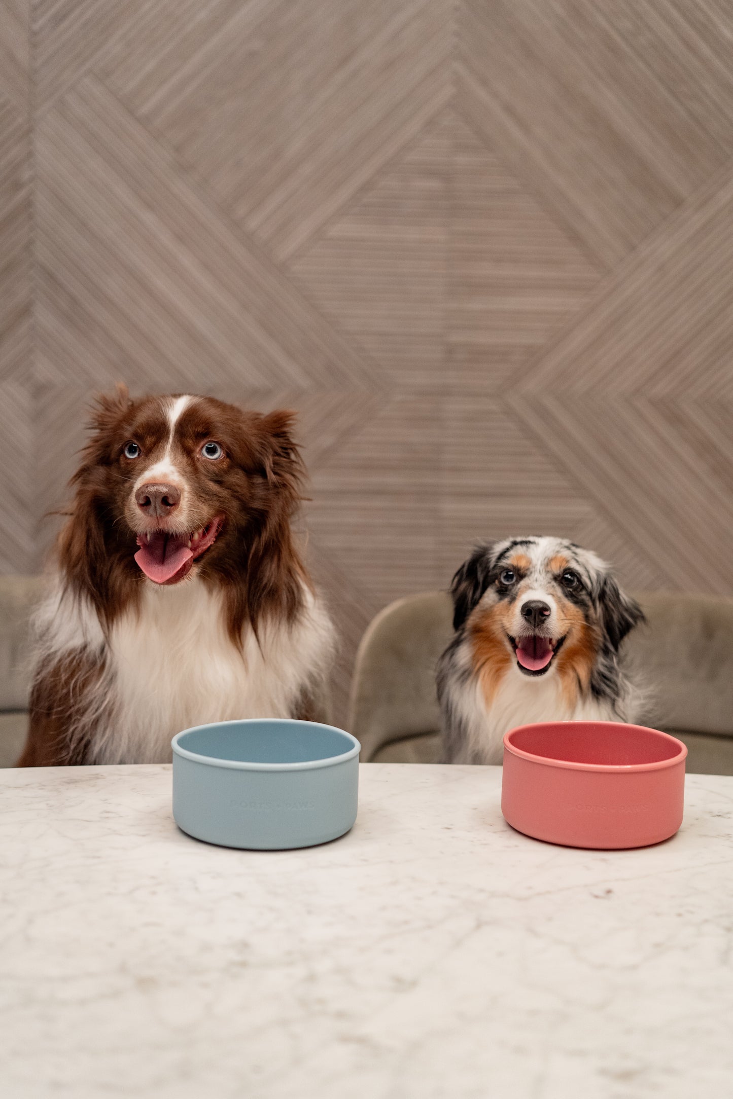 DOG BOWL - TIDEPOOL