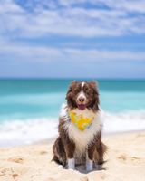 QUICK DRY BANDANA - HIBISCUS MANGO PAWLOMA