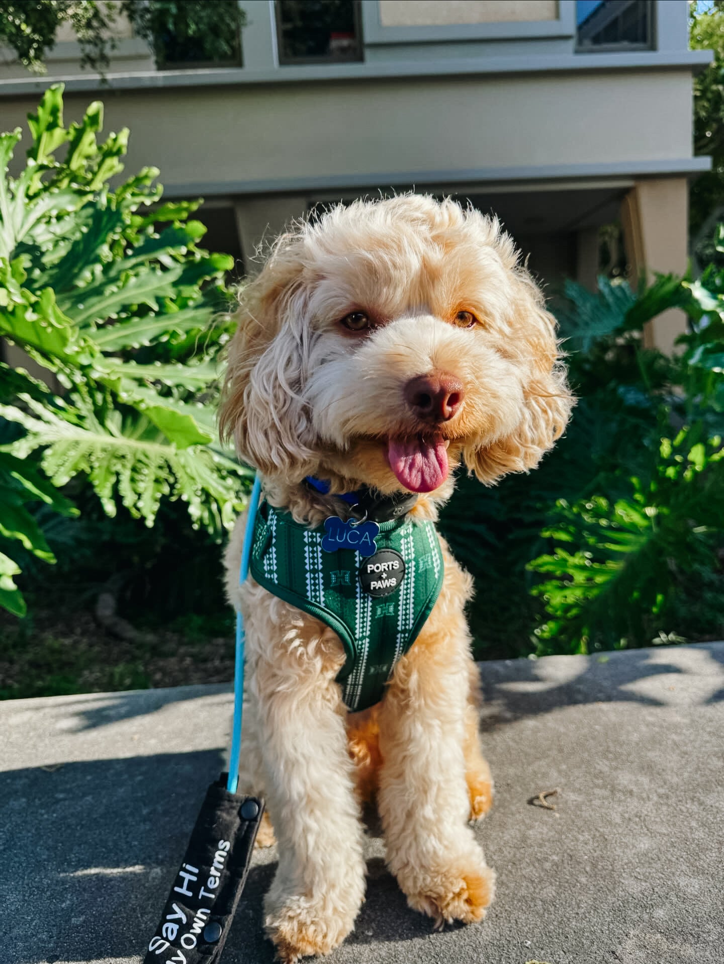 ADJUSTABLE HARNESS - UH WARRIOR GREEN