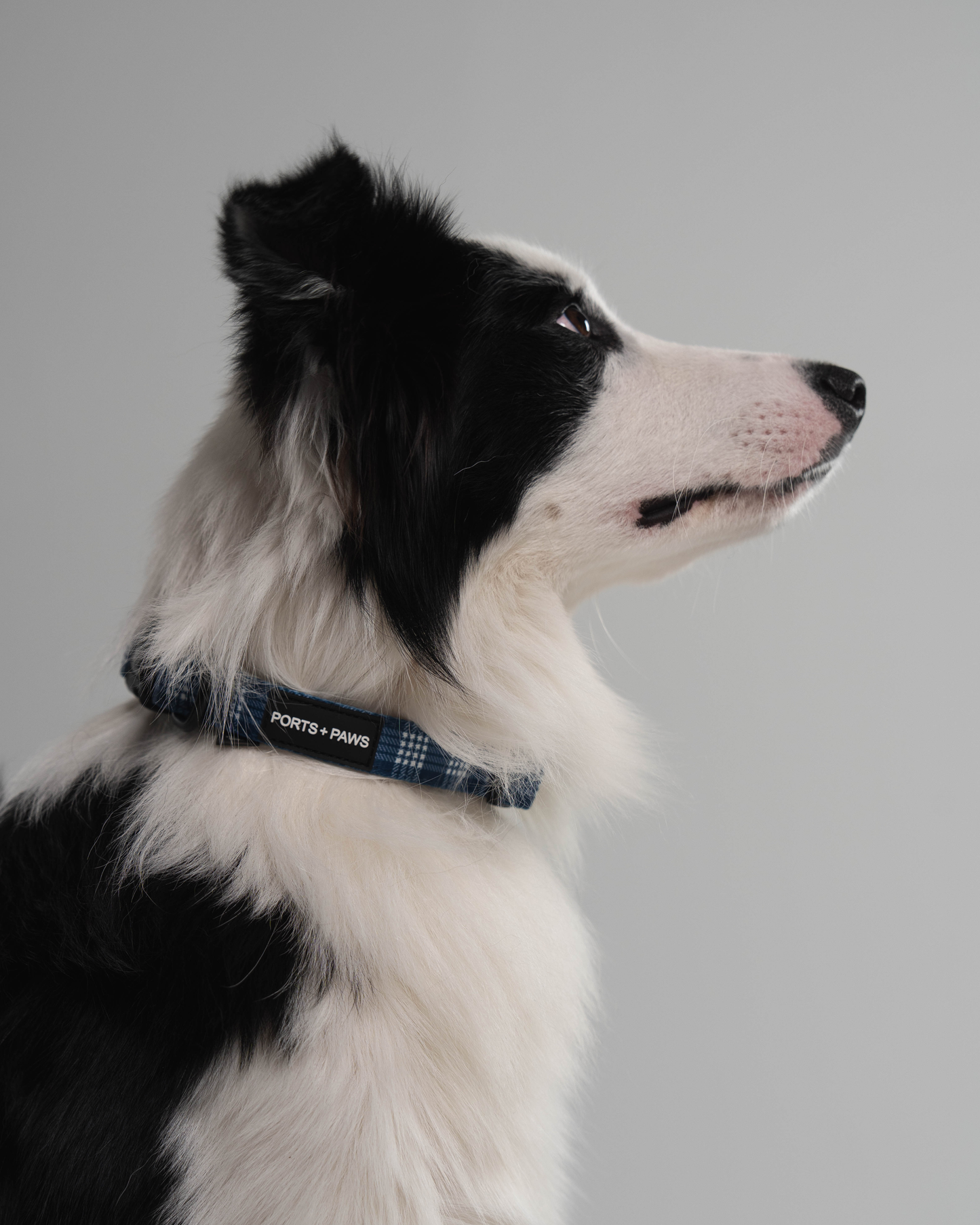 COLLAR - PALAKA BLUE