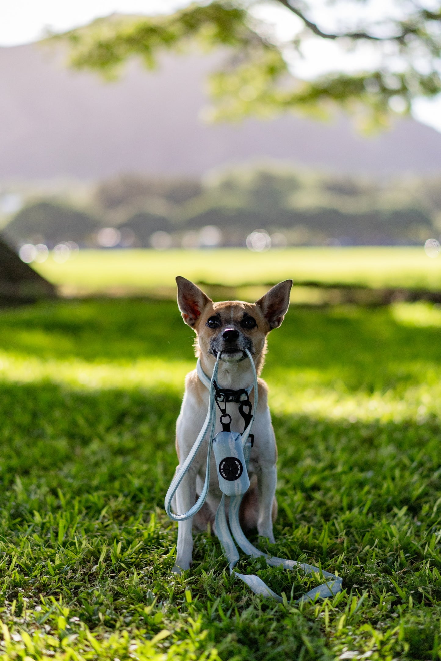 POOP BAG HOLDER - PIKAKE