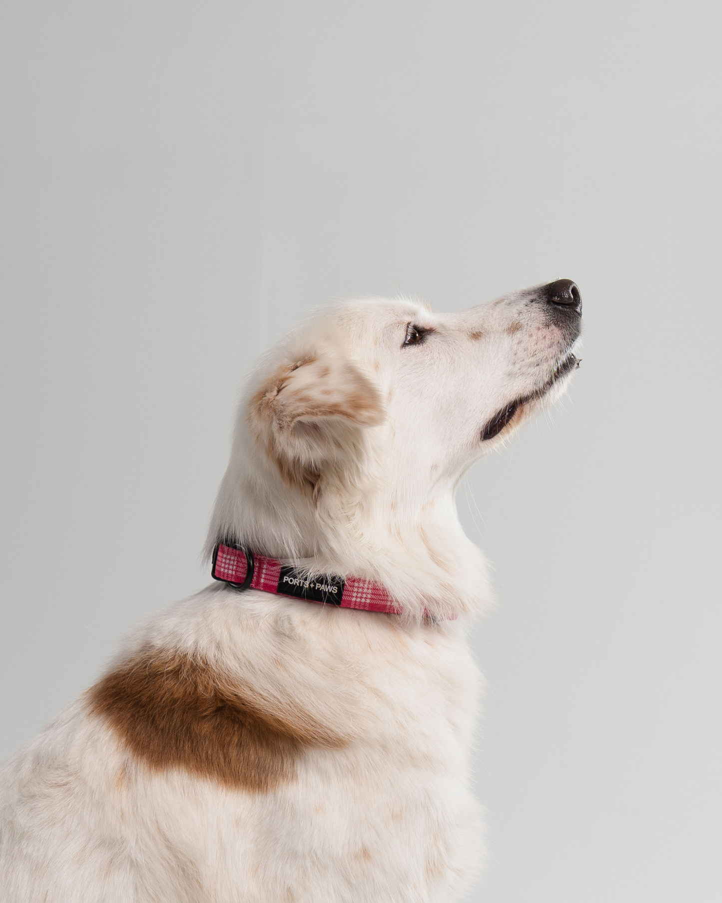 COLLAR - PALAKA PINK