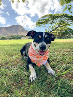 QUICK DRY BANDANA - HIBISCUS PUMPKIN