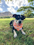 QUICK DRY BANDANA - HIBISCUS PUMPKIN