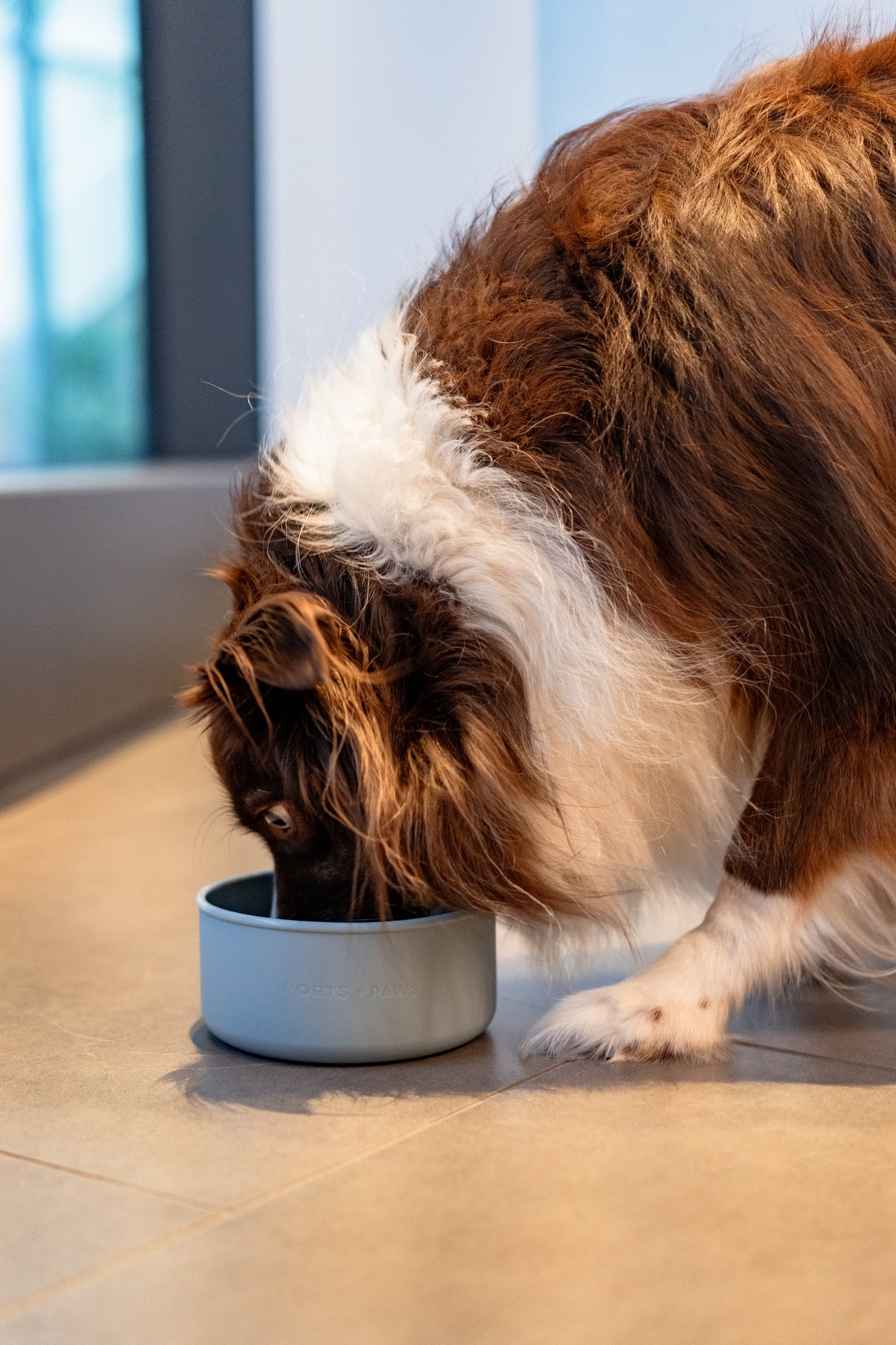 DOG BOWL - TIDEPOOL