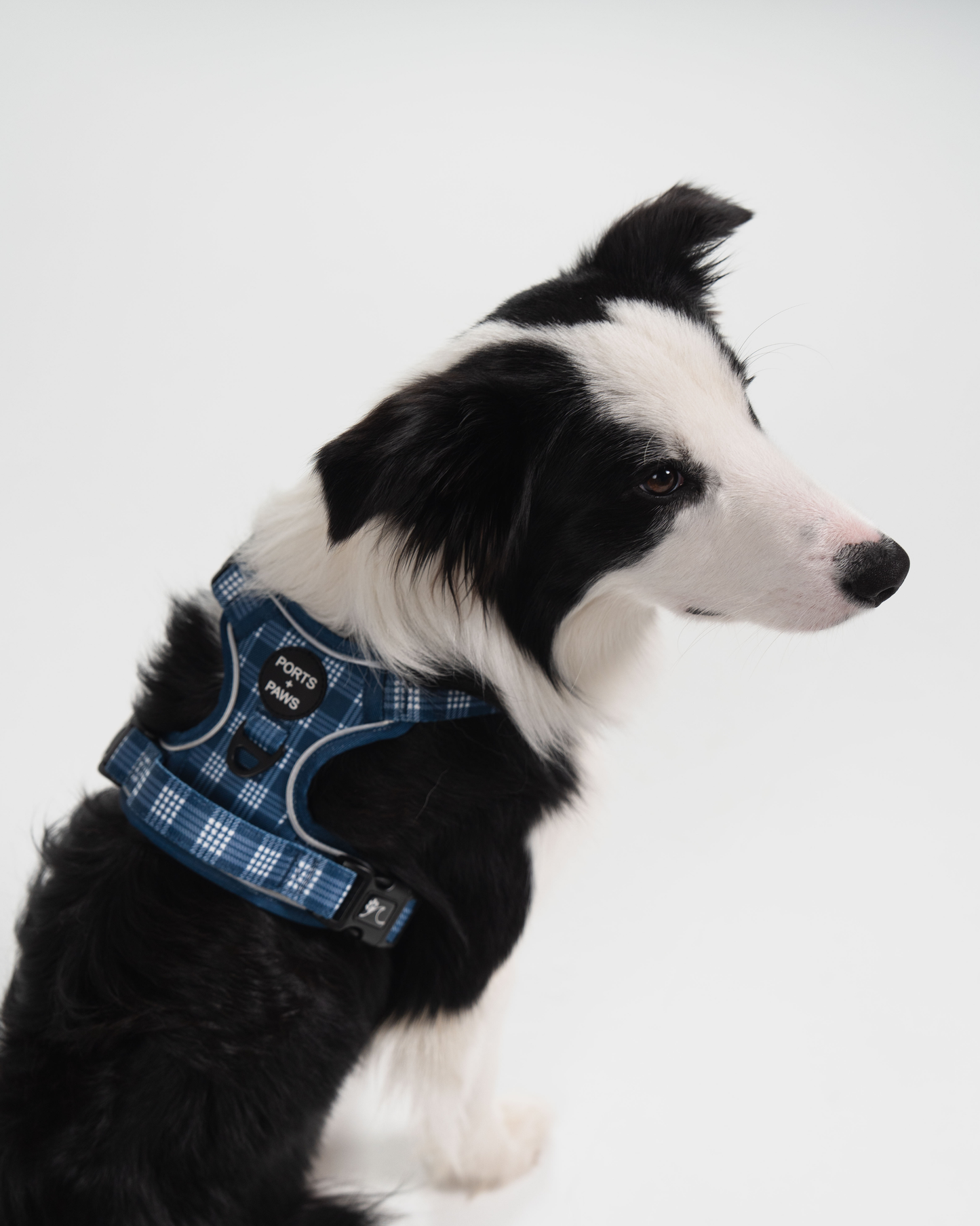 RUGGED HARNESS - PALAKA BLUE
