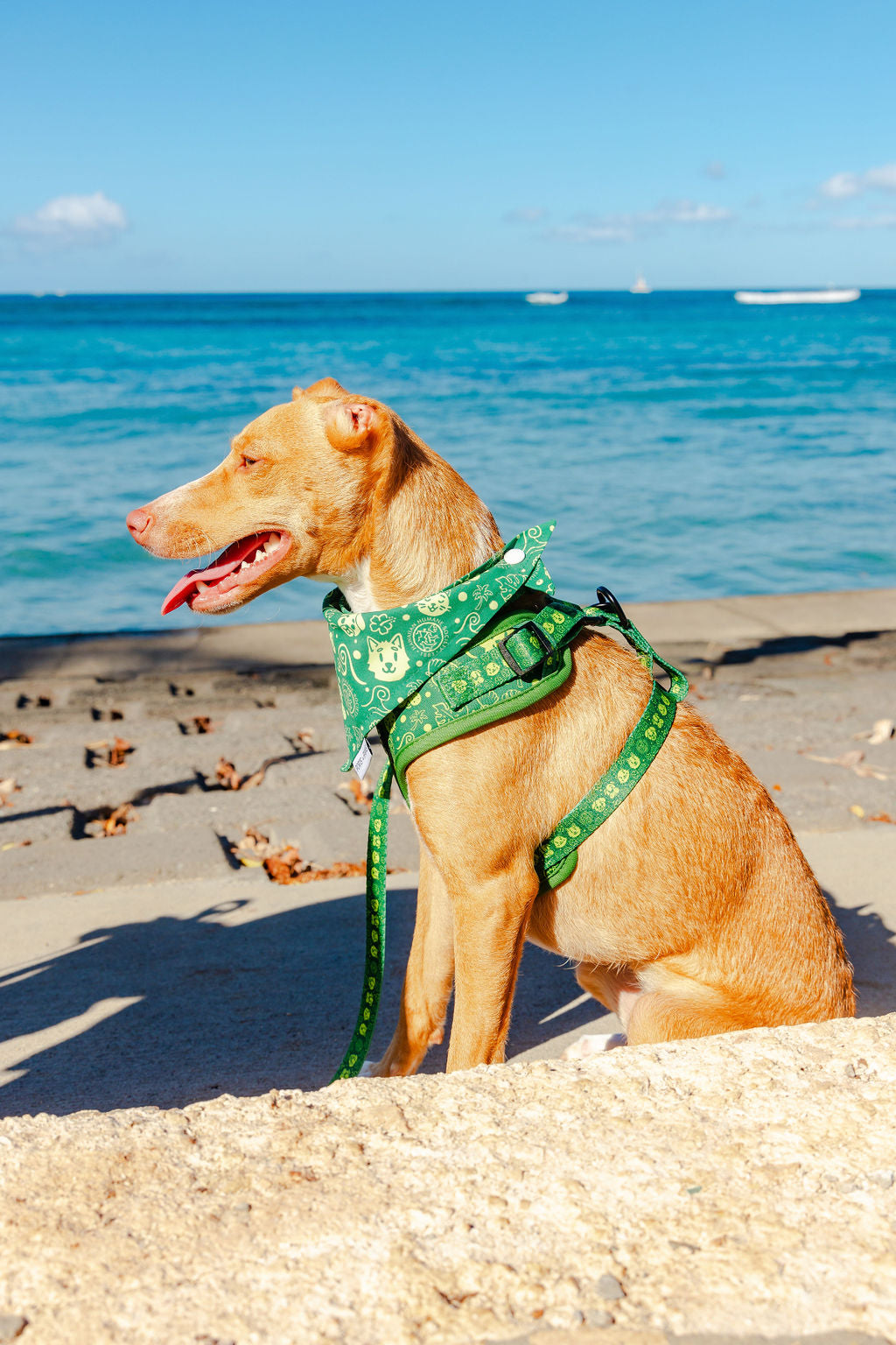 QUICK DRY BANDANA - HAWAIIAN HUMANE SOCIETY