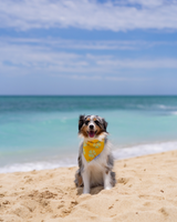 QUICK DRY BANDANA - HIBISCUS MANGO PAWLOMA