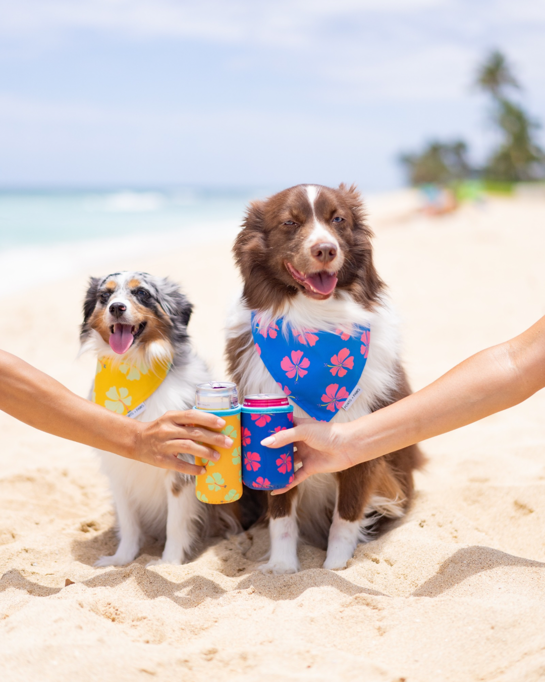 KOOZIE - HIBISCUS MANGO PAWLOMA