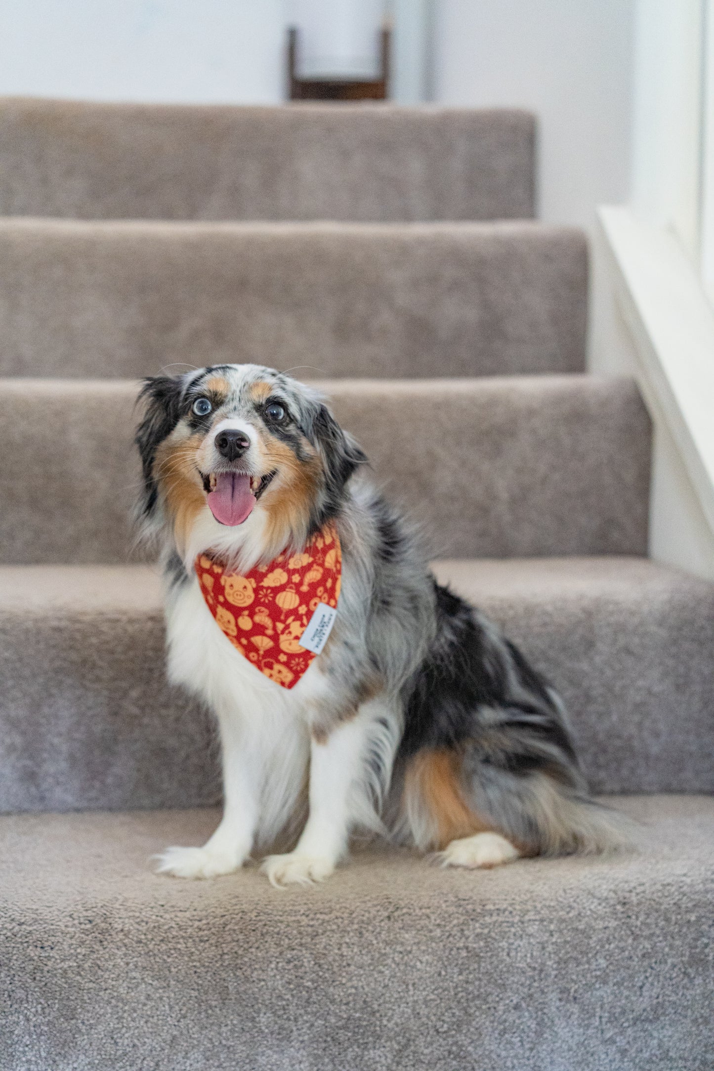 QUICK DRY BANDANA - CHOP CHOP CHEWS LUNAR NEW YEAR
