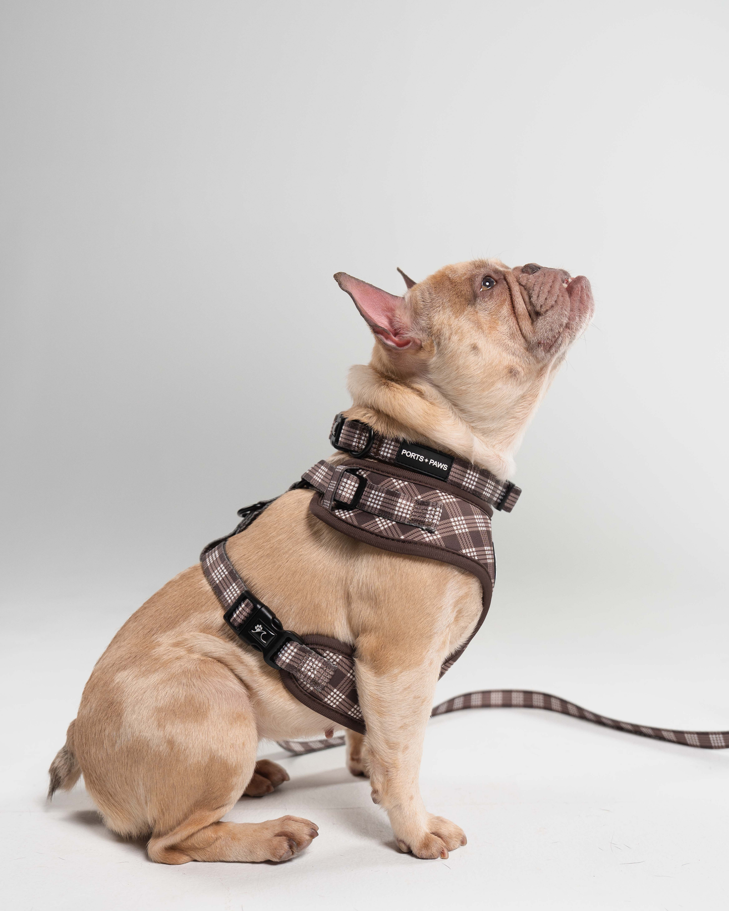 ADJUSTABLE HARNESS - PALAKA BROWN