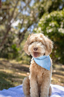 QUICK DRY BANDANA - CLOUD BLUE PALM