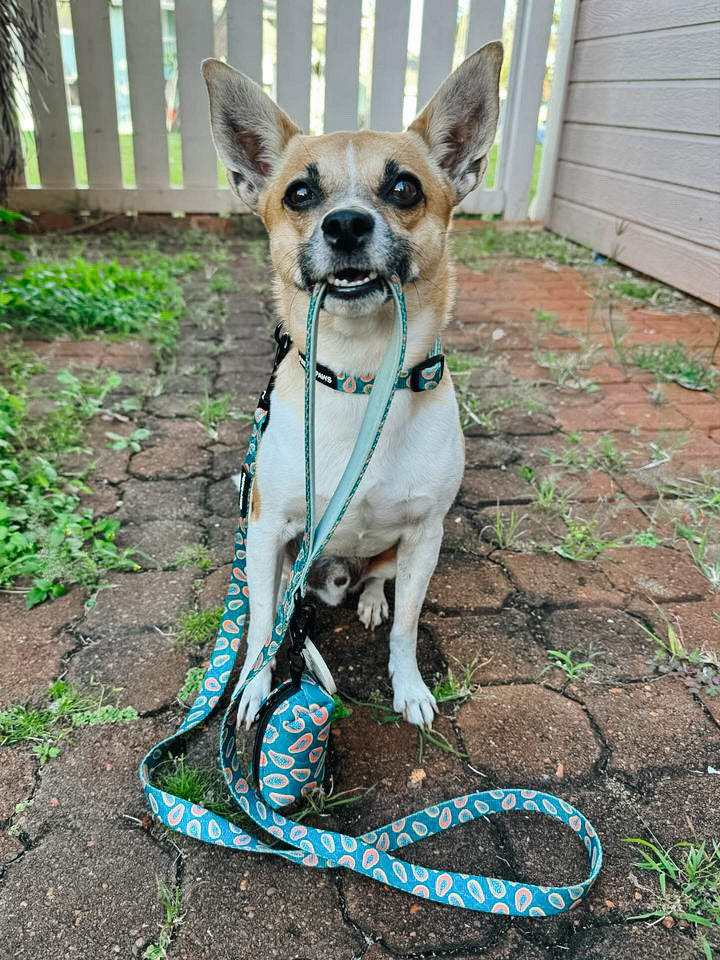 LEASH - PAPAYA