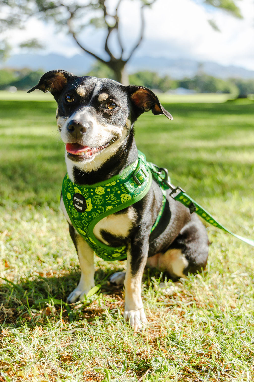 ADJUSTABLE HARNESS - HAWAIIAN HUMANE SOCIETY