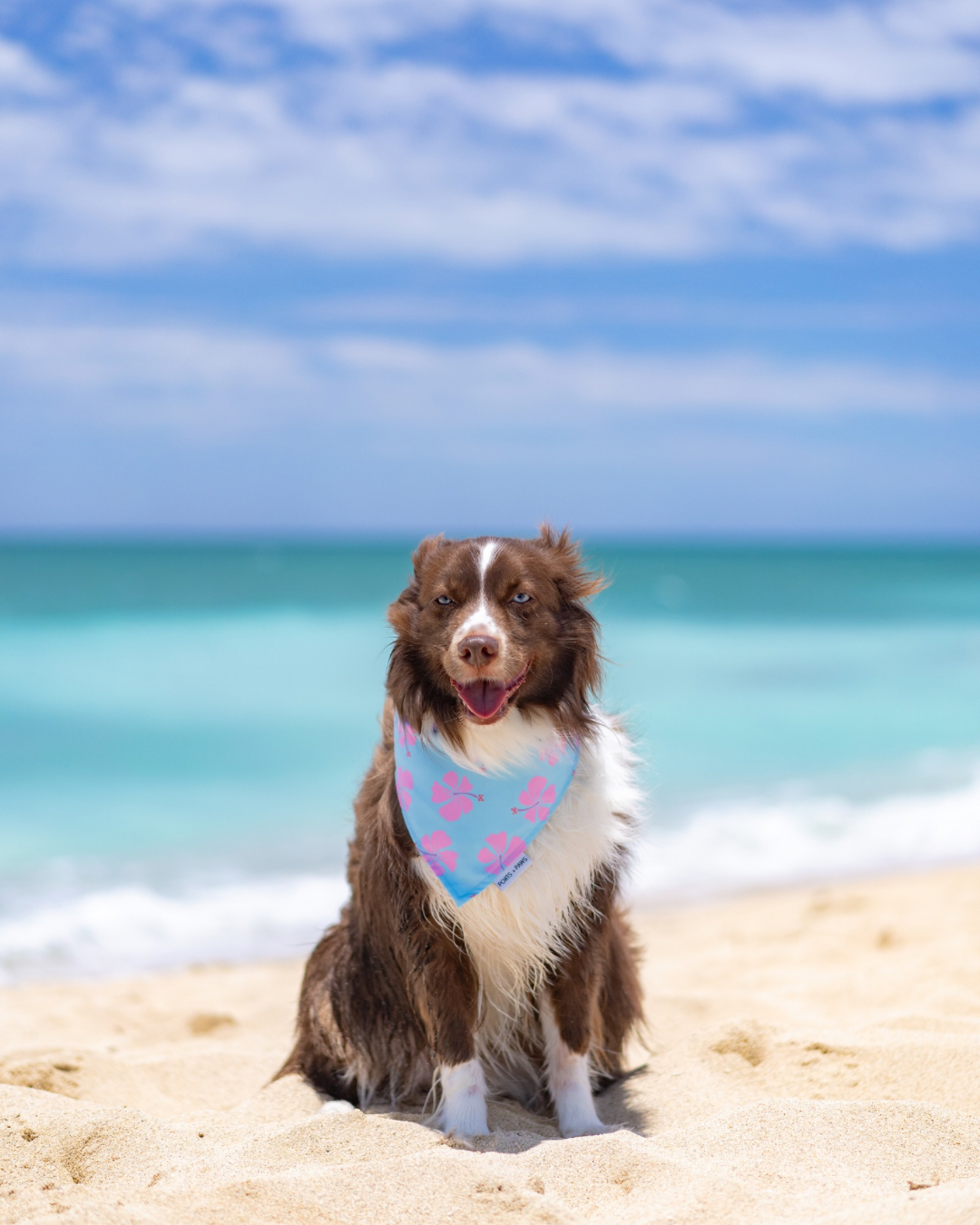 QUICK DRY BANDANA - BLUE PAWAIIAN