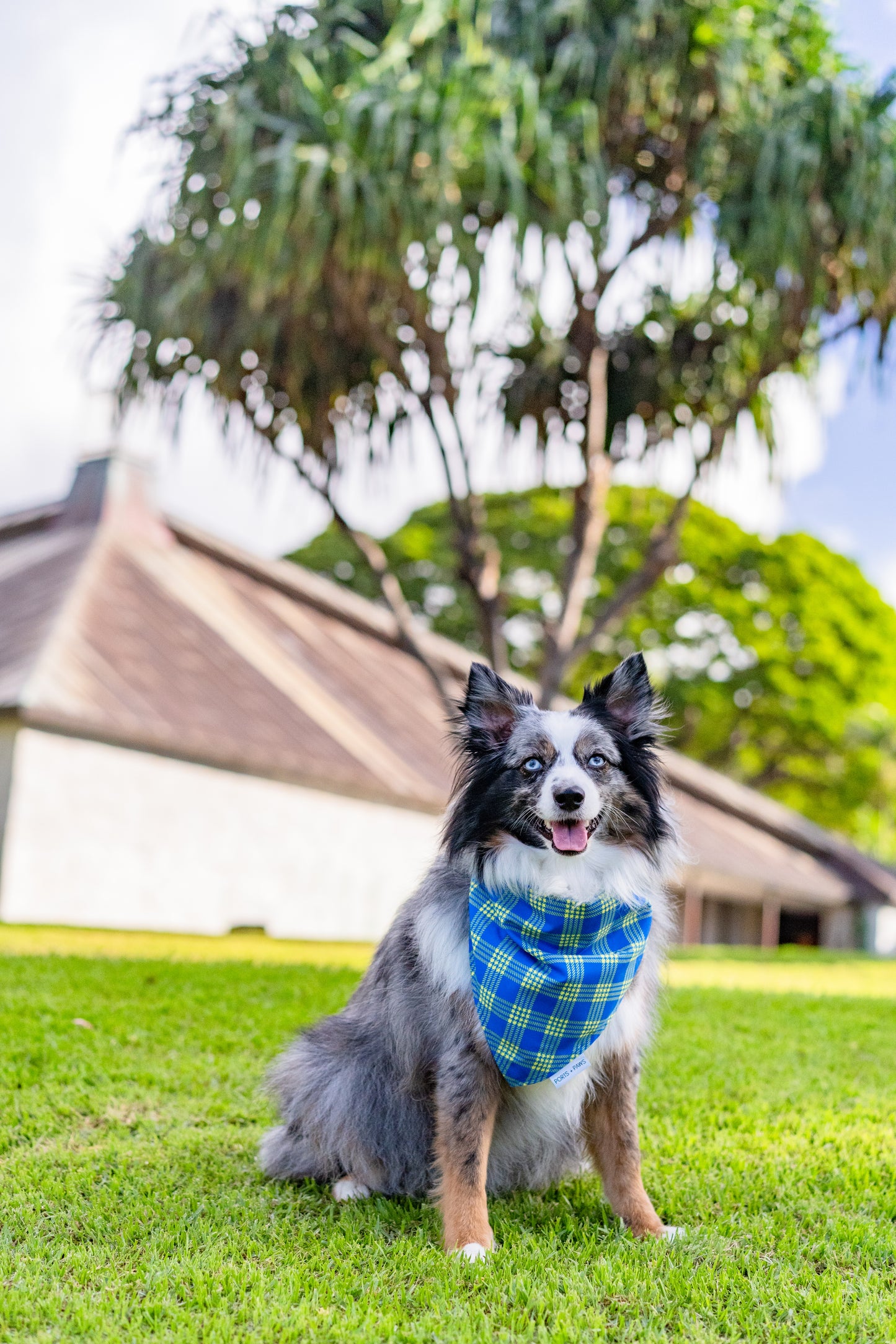 QUICK DRY BANDANA - PALAKA BUFF ‘N BLUE