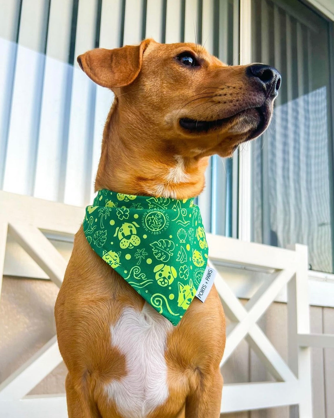 QUICK DRY BANDANA - HAWAIIAN HUMANE SOCIETY