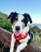 ADJUSTABLE HARNESS - RED ANTHURIUM