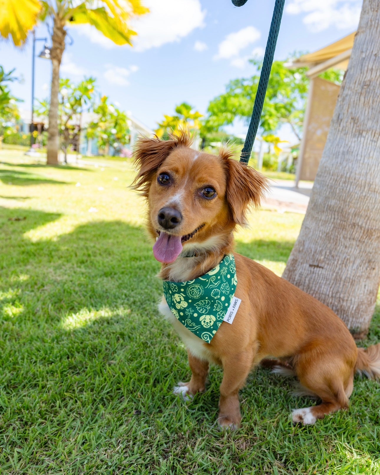 QUICK DRY BANDANA - HAWAIIAN HUMANE SOCIETY