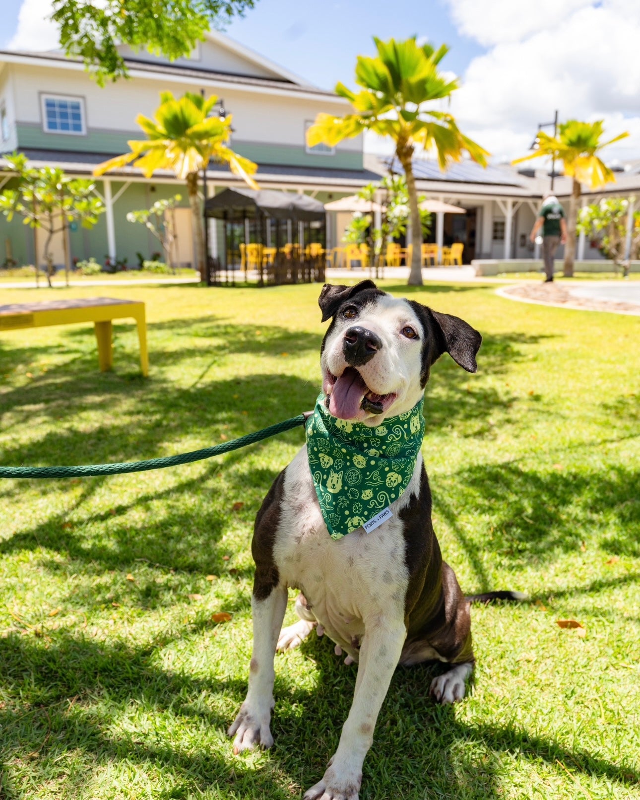 QUICK DRY BANDANA - HAWAIIAN HUMANE SOCIETY