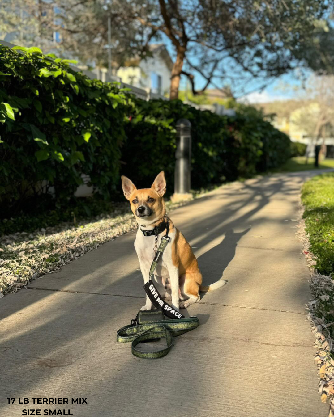 LEASH - MAILE