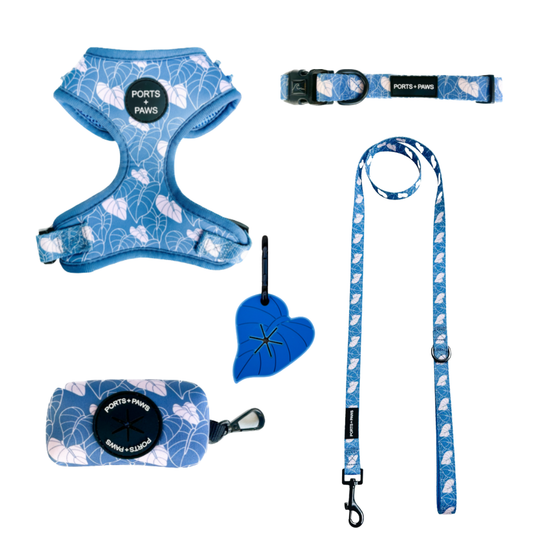 WALKIES BUNDLE - ANTHURIUM BLUE