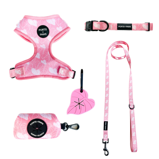 WALKIES BUNDLE - ANTHURIUM PINK