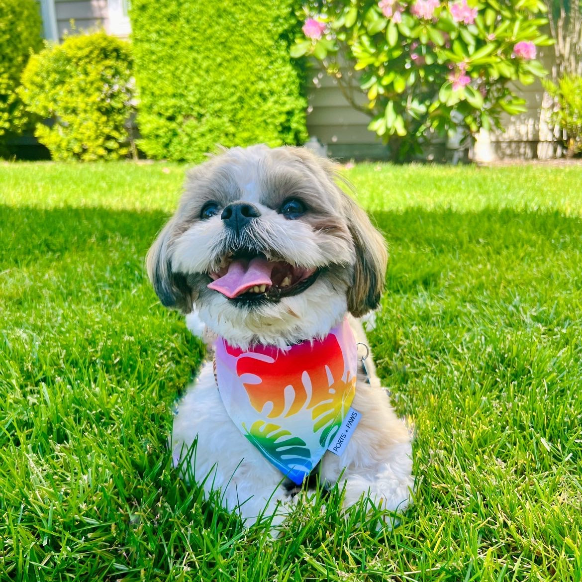 QUICK DRY BANDANA - RAINBOW MONSTERA