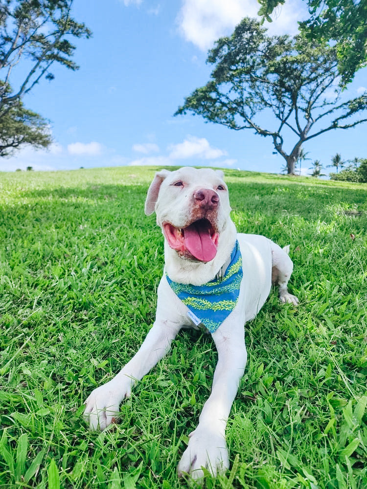 QUICK DRY BANDANA - PAKALANA LEI