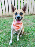 QUICK DRY BANDANA - HIBISCUS PUMPKIN