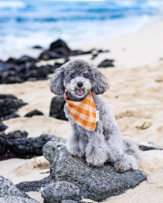 QUICK DRY BANDANA - PALAKA PUMPKIN SPICE