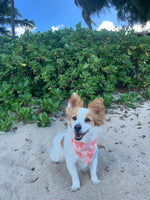 QUICK DRY BANDANA - HIBISCUS PUMPKIN