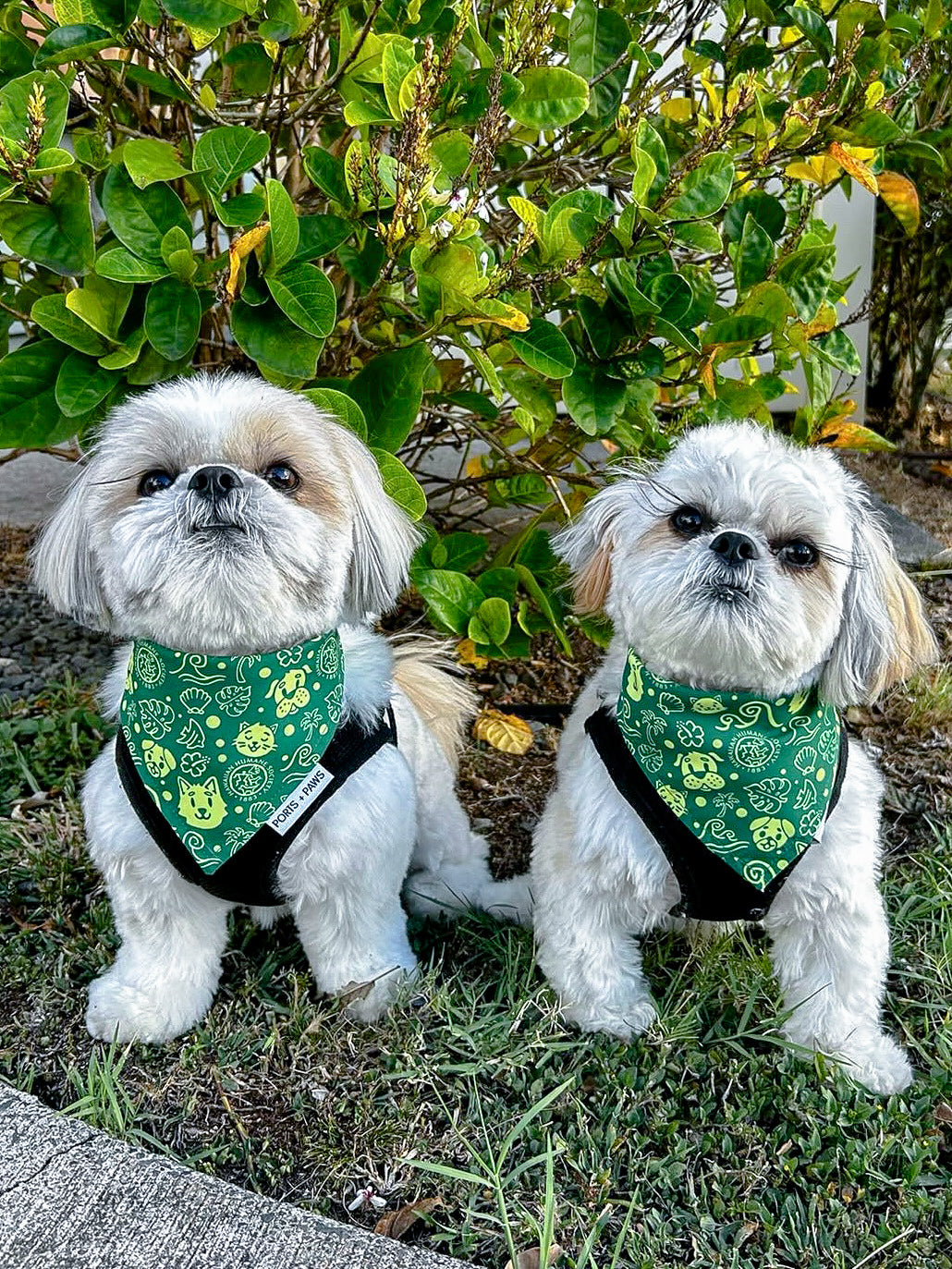 QUICK DRY BANDANA - HAWAIIAN HUMANE SOCIETY