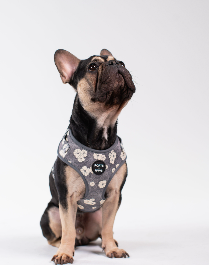 ADJUSTABLE HARNESS - KAHOʻOLAWE HINAHINA