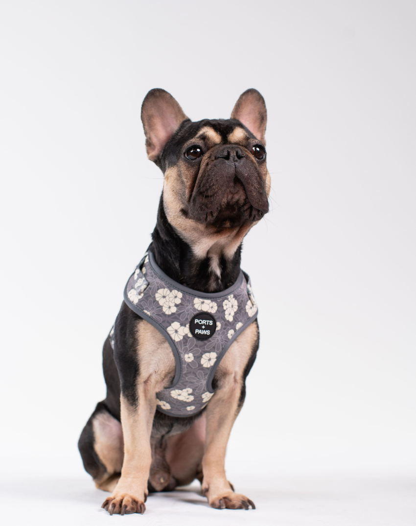 ADJUSTABLE HARNESS - KAHOʻOLAWE HINAHINA