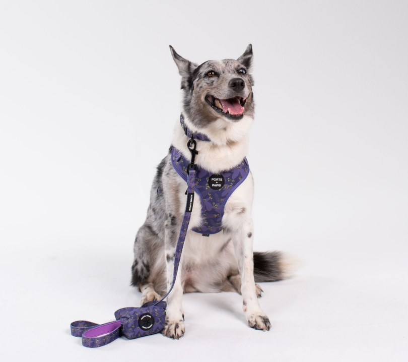 WALKIES BUNDLE - KAUAʻI MOKIHANA BERRY