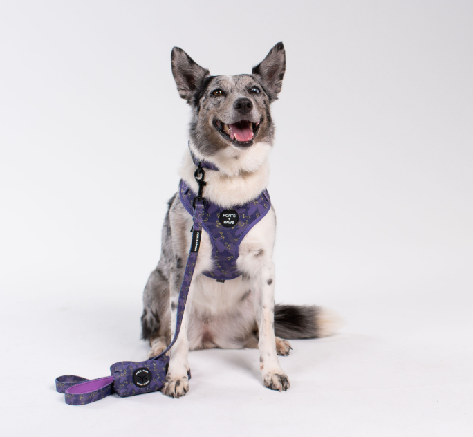 WALKIES BUNDLE - KAUAʻI MOKIHANA BERRY