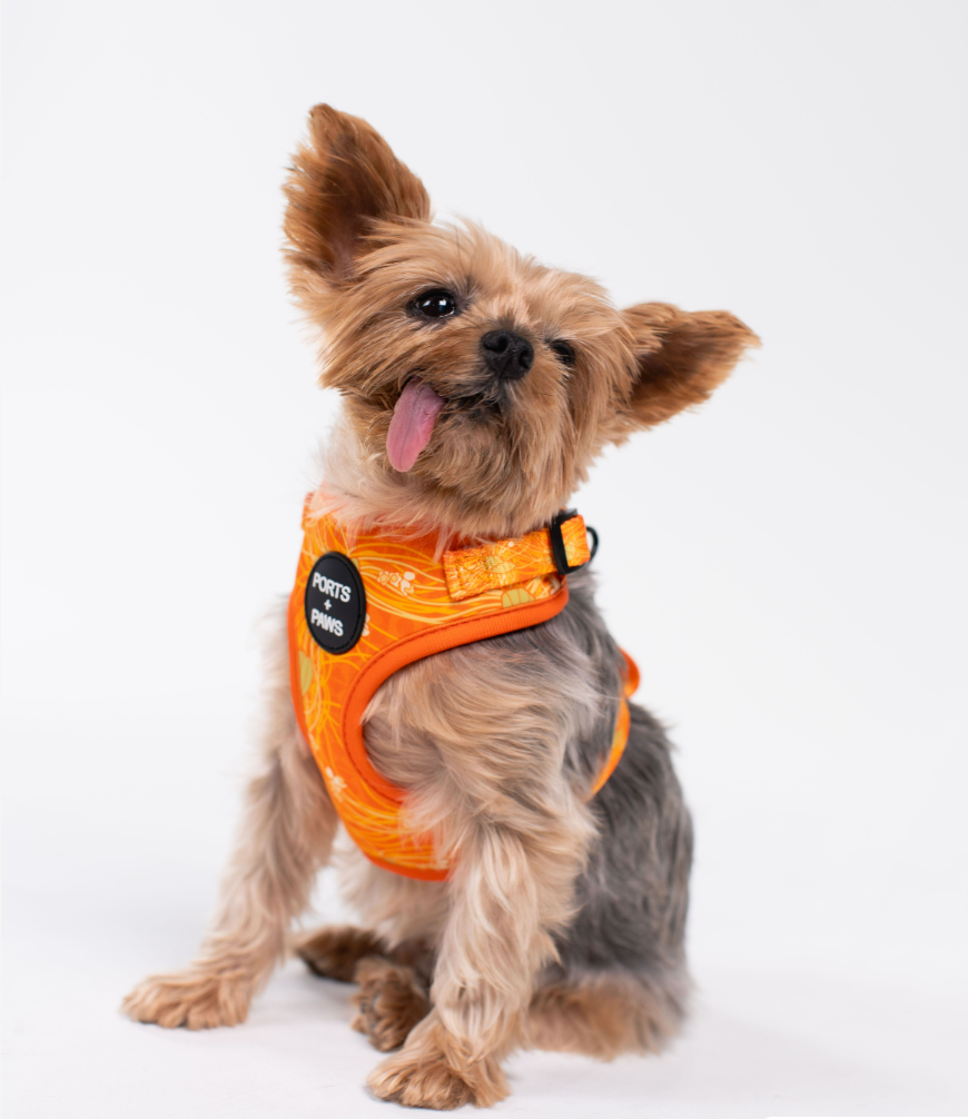 ADJUSTABLE HARNESS - LĀNAʻI KAUNAʻOA