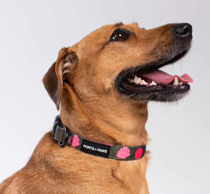 COLLAR - MAUI LOKELANI ROSE