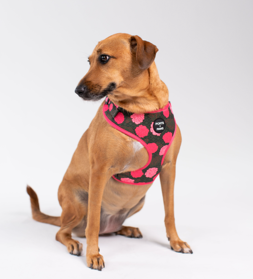 ADJUSTABLE HARNESS - MAUI LOKELANI ROSE
