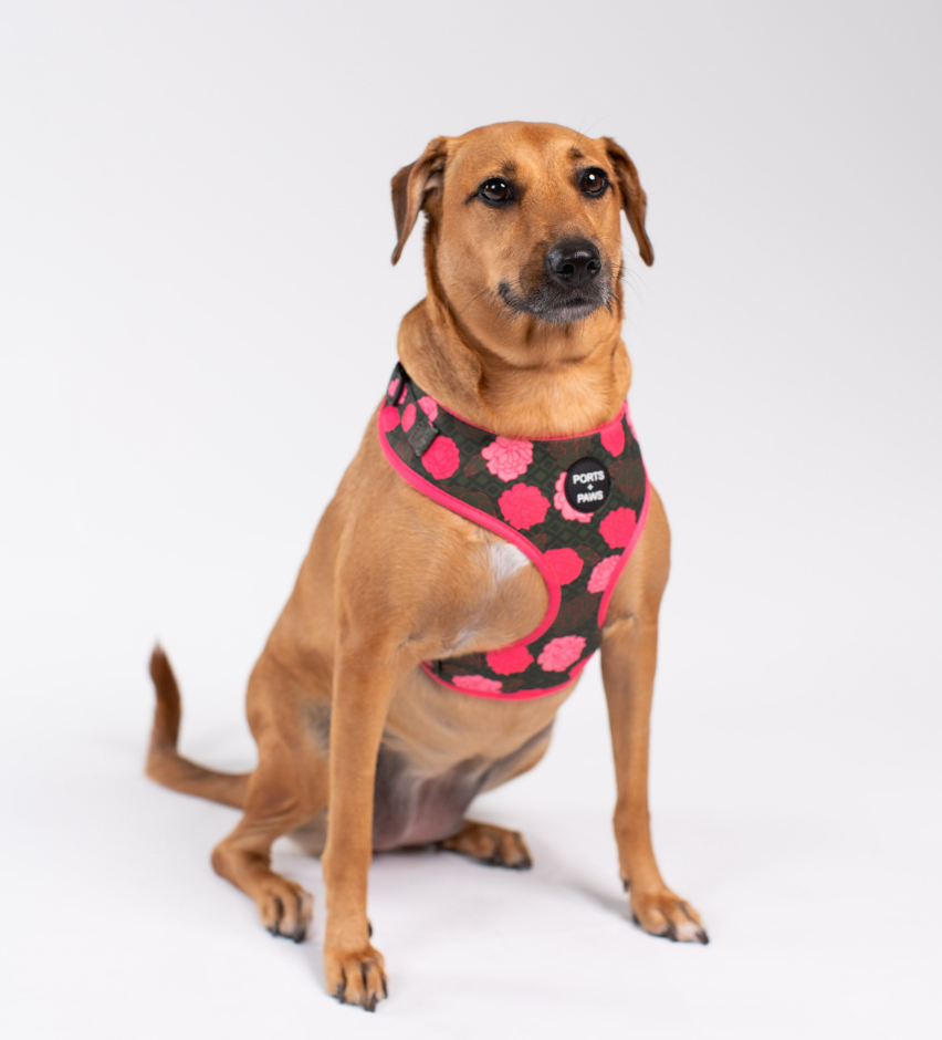 ADJUSTABLE HARNESS - MAUI LOKELANI ROSE