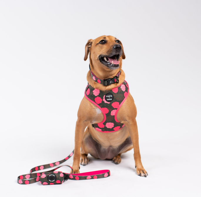LEASH - MAUI LOKELANI ROSE